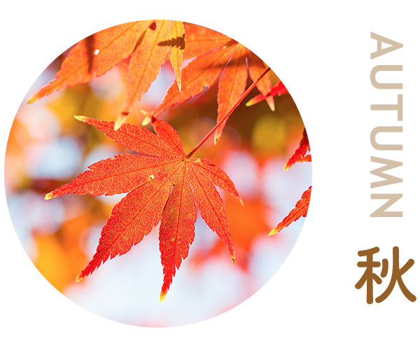 autumn 秋
