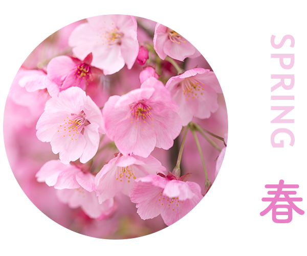 spring 春