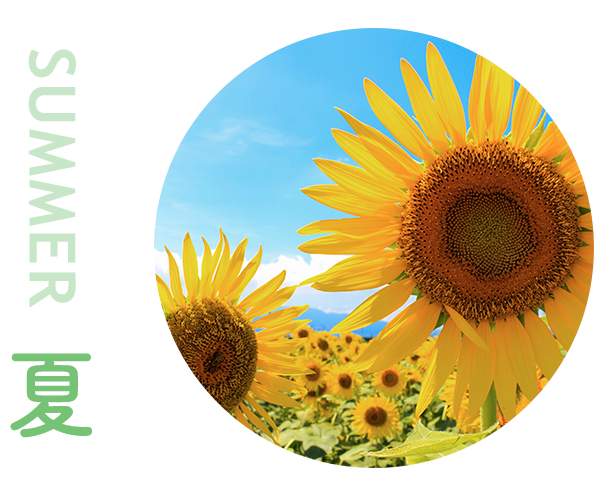 summer 夏