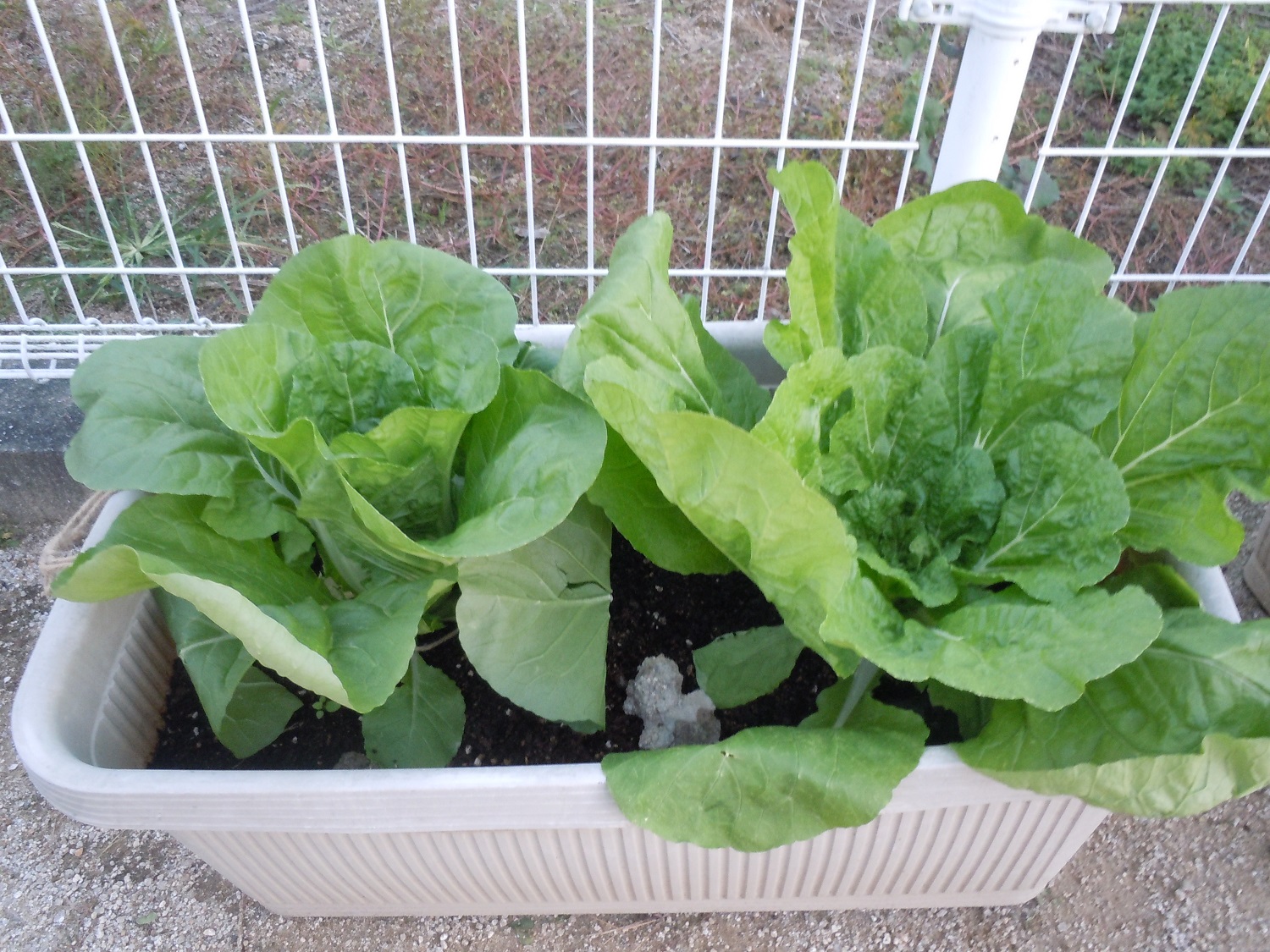 園庭で冬野菜を栽培しています 食育委員会 しあわせの星保育園